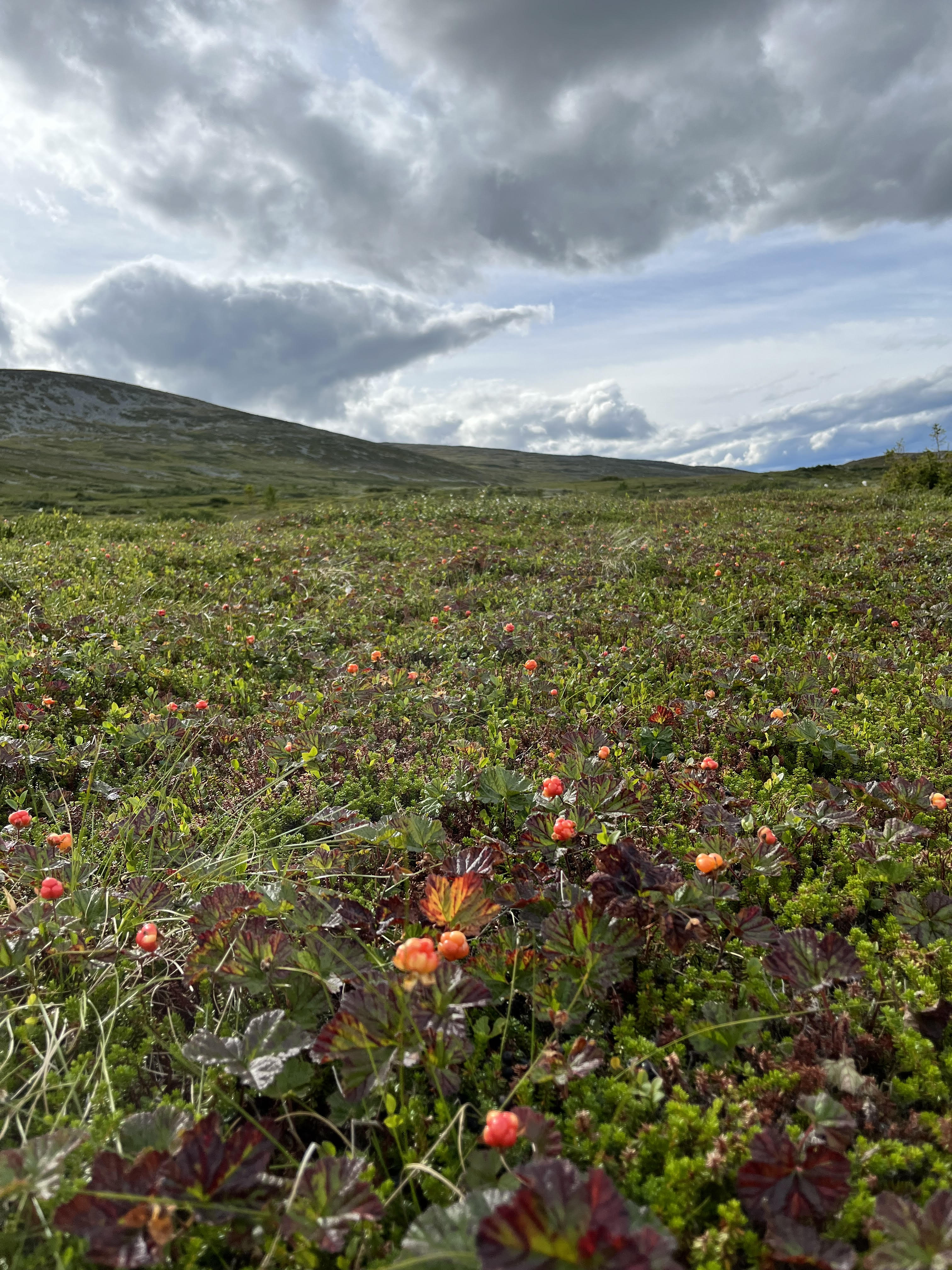 Hjortron på fjäll – symbol för tillväxt i tuff miljö